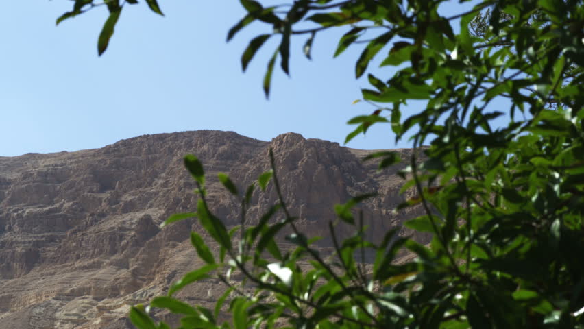 Ein Gedi mountain framed by green leafed branches at the Kibbutz in Israel.  