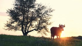 Cow on the background of sunset in the village in the garden. Ideal for video advertising milk and beef. RAW video record.