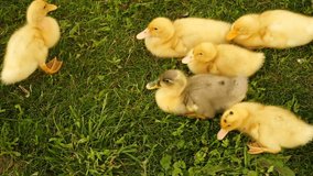 footage little ducklings walking outdoors on green grass. Hd video
