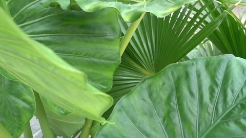 Tropical outdoor plants
