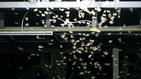 winged termites playing on fluorescent light 