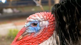 the head close up the turkey with colorful growths slow motion video