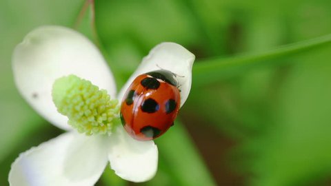 Ladybug (Seven-Spotted Ladybug)