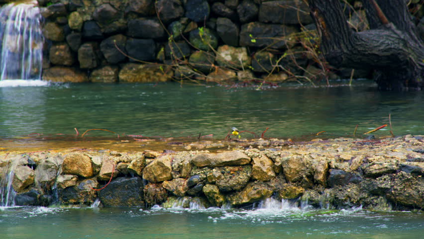 Wide shot of a yellow bird hopping along the top of a rock dam with a pool and