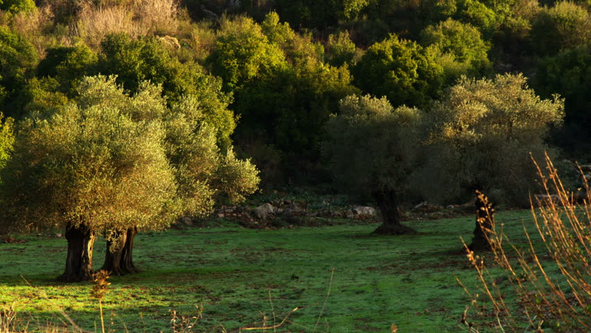Mountain meadow in the Golan Heights, Israel with two prominent trees filled