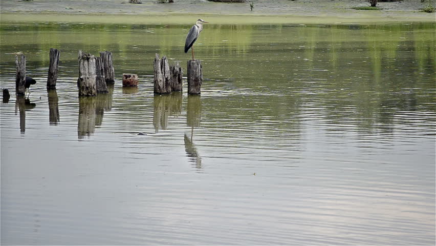Grey heron standing motionless at water