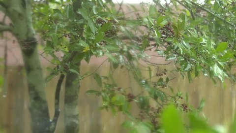 Slow motion of the branches of a small holly tree being tossed around during a heavy downpour from a rainstorm.