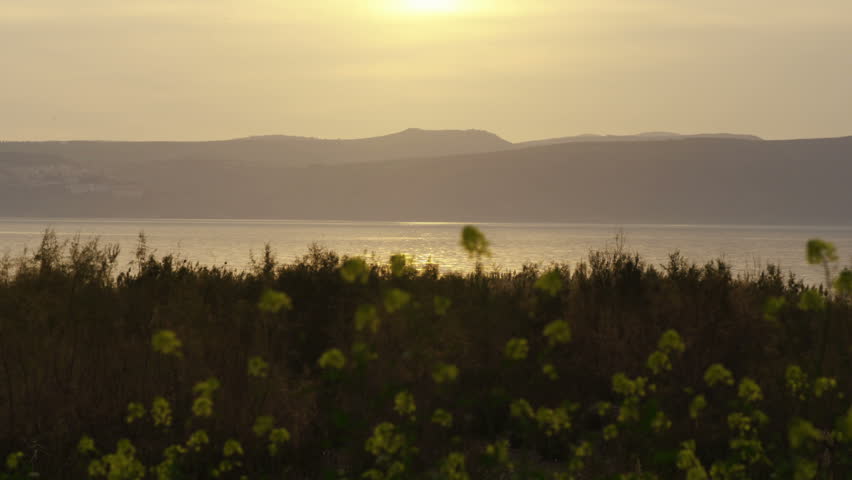 Out of focus yellow flowers in the foreground, the Sea of Galilee in Israel 