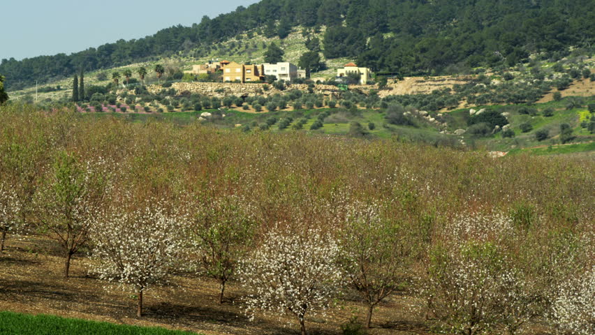 Almond Tree orchard in blossom during the early morning in the Mount Tabor
