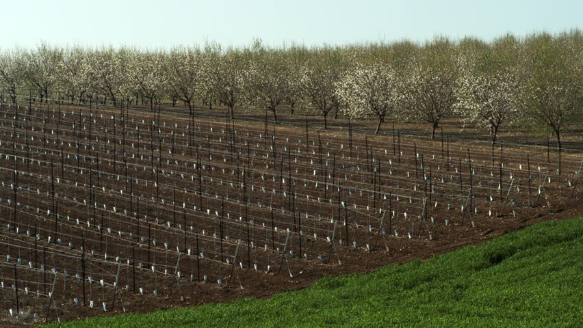 A sapling orchard, and an Almond orchard bursting with pink and peal blossoms. 