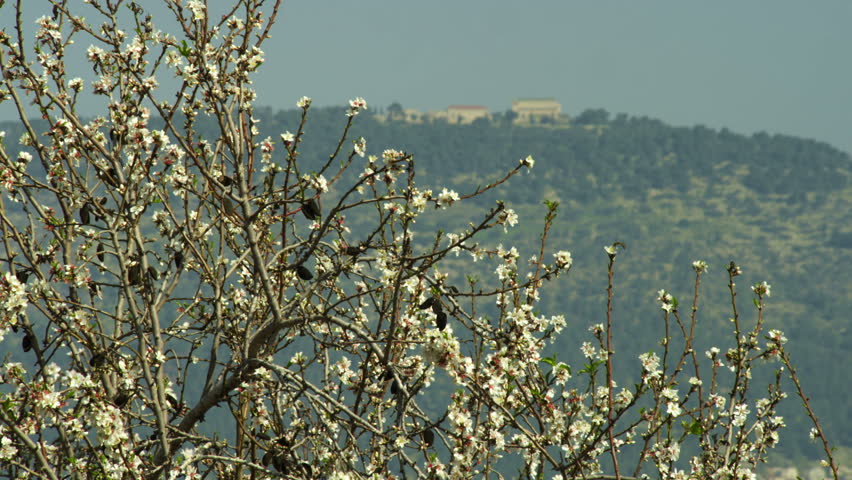 Mount Tabor shot through blossoming almond branches swaying in the Israel