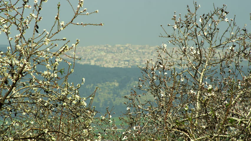 Mount Tabor shot through blossoming almond branches swaying in the Israel