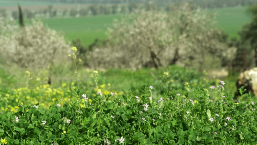 Green field farmland in northern Israel with white flowered shrubs in the