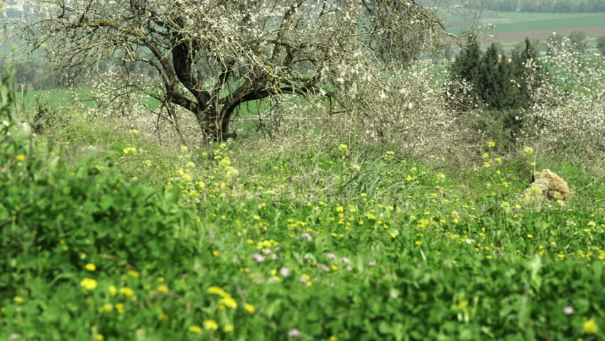 green field farmland in northern Israel