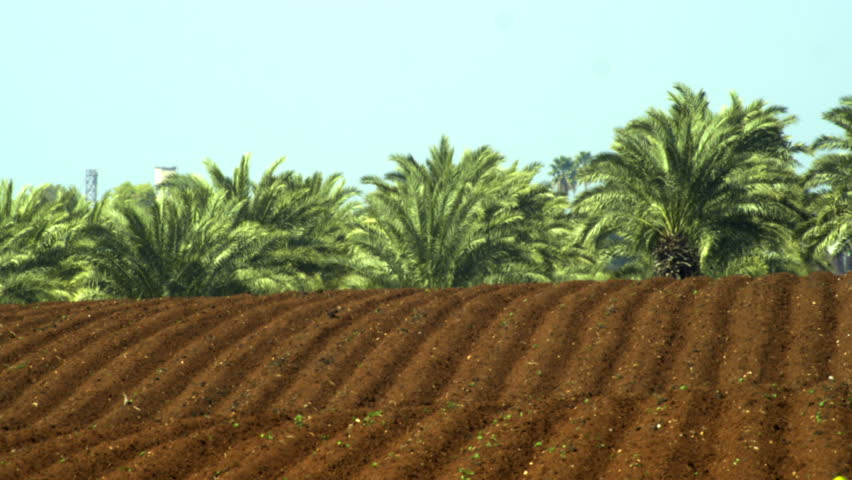Pan right to left of freshly furrowed soil with a palm forest in the background
