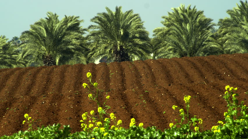 Freshly furrowed soil with a palm forest in the background, and yellow flowered