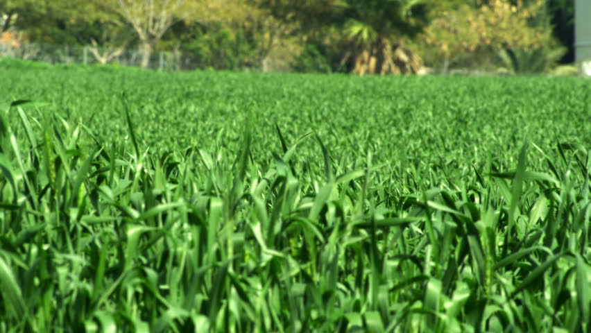 Field full of an unidentified bountiful crop with palm trees in background.  In