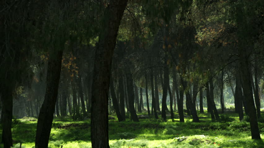 Pan left to right of tree trunks and green carpeted forest floor in the Ein