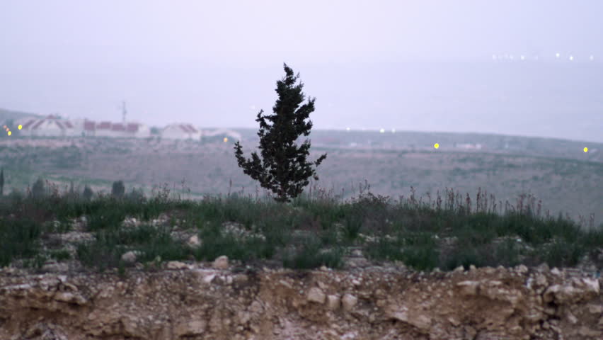 Lone tree swaying in the breeze at dusk with an Israeli settlement in the