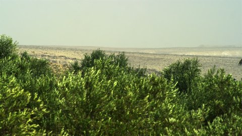 Orchard oasis in Israel, with fruit and palm trees in the foreground, and the vast desert in the background.  The move is a Pan left to right along the treetops and the desert mesa.    02/25/2011