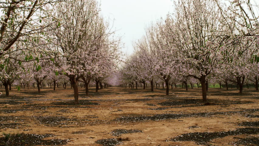 Medium wide shot of an orchard full of pink and pearl blossoms in Israel.   