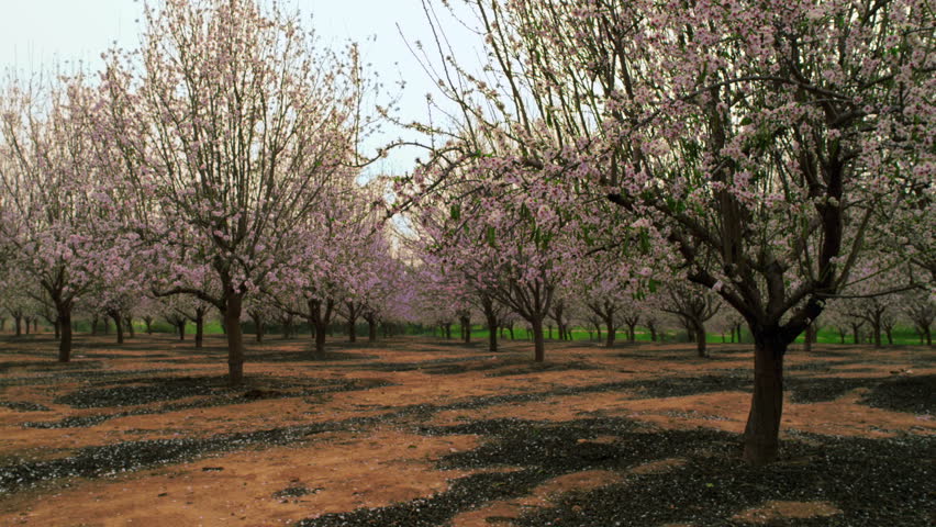 Medium wide shot of an orchard full of pink and pearl blossoms in Israel.  