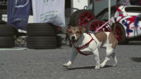 Slow motion tracking shot of one small dog walking outdoors with a collar.