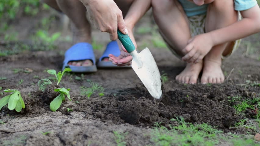 The woman and the child planting seedlings and watering them in backyard garden   
 Royalty-Free Stock Footage #17106931
