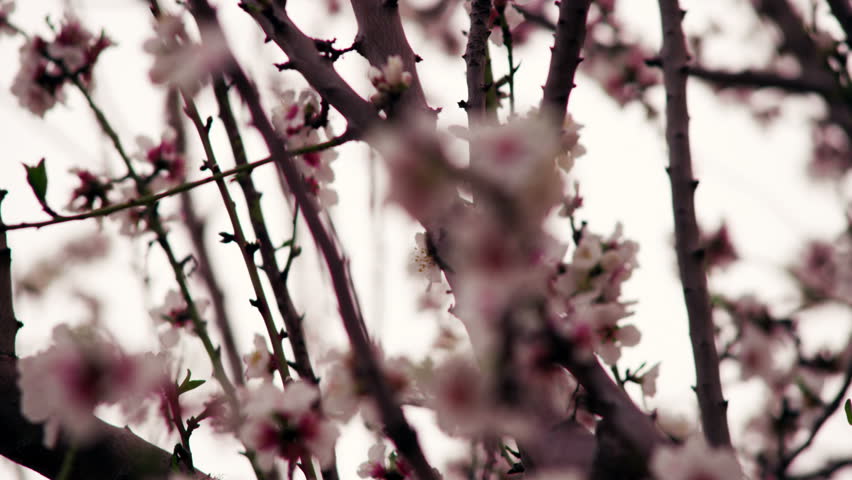 Rack focus of a close up on the pink and pearl blossoms of a tree in an orchard