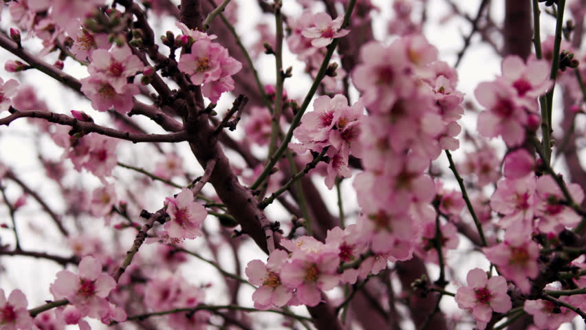 Rack focus of a close up on the pink and pearl blossoms of a tree in an orchard