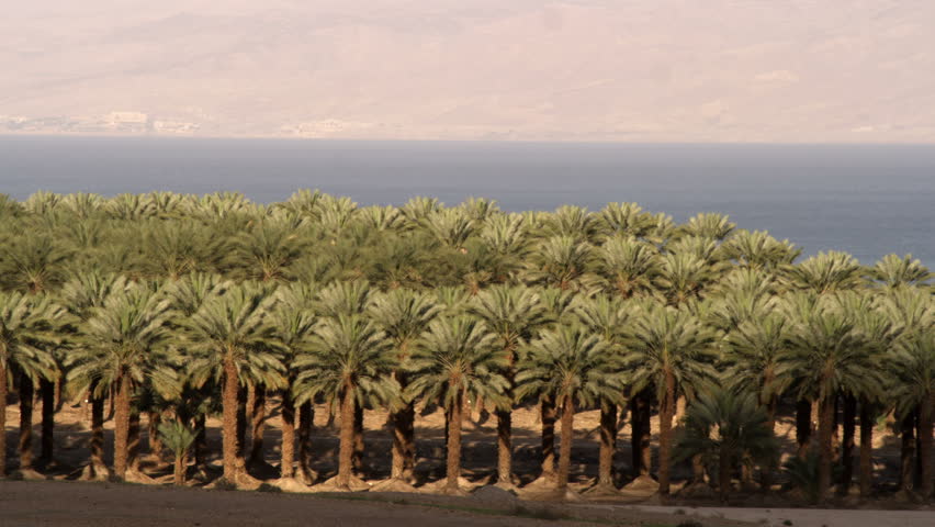 Wide shot of a grove of palm trees and the Dead Sea and the mountains of Jordan