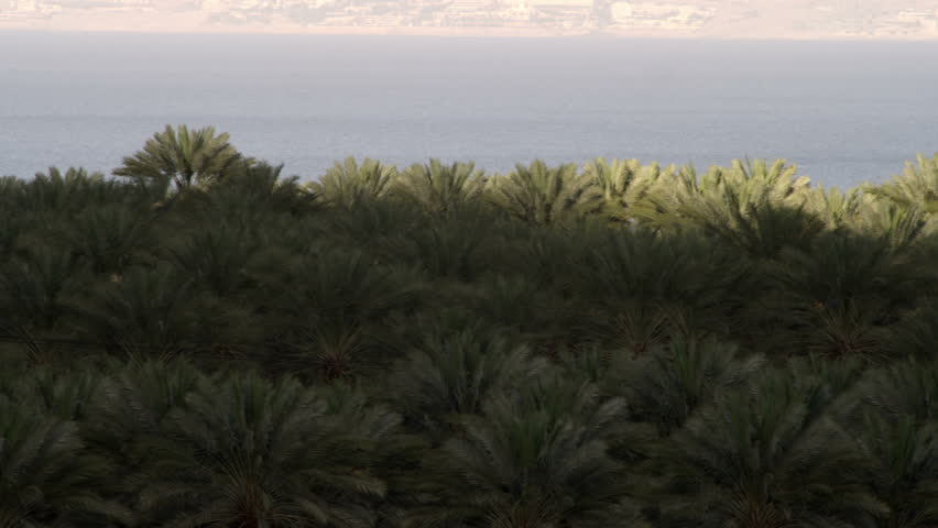 Pan left to right along the tops of palm trees on the coastline of the Dead Sea