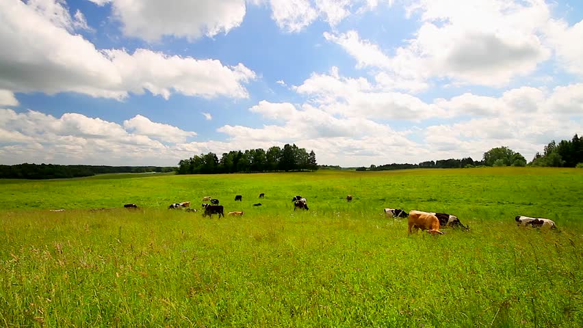 cows on meadow, timelapse