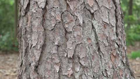 Tree Trunk Texture. Pine