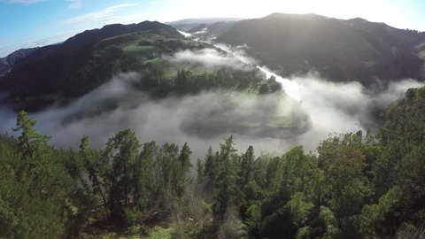 Aerial view of pine tree forest over a mist covered Whanganui River, New Zealand 