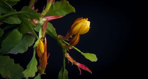 Time lapse accelerated of a bud of Epiphyllum which opens in the night
