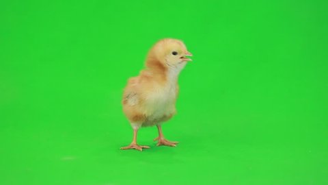 little chicken on the green screen