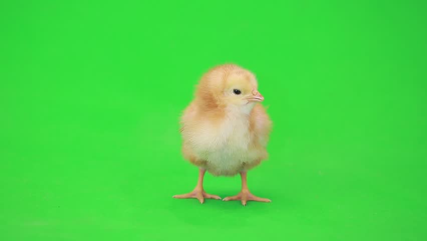 Little Chicken On the Green Stock Footage Video (100% Royalty-free ...