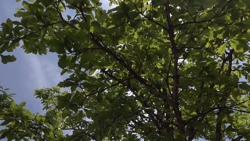 New world trade center  building in New York city. 911 Memorial Plaza. One World Trade Center, Freedom Tower. Smooth movement 