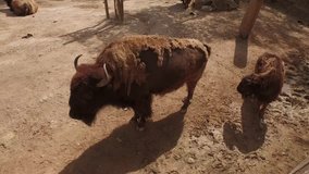 Portugal - MAY 30: Life of bisons in the Lisbon Zoo in 4k UHD video. May 30, 2016 NÂº80