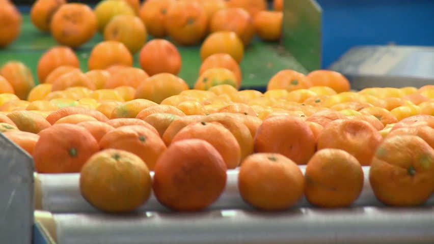 Tangerines In The Factory Royalty-Free Stock Footage #17126338