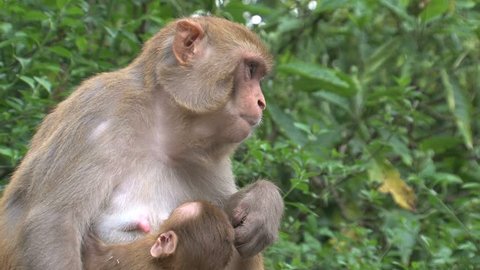 Pair Proboscis Monkeys Mating Sex Stock Footage Video (100% Royalty ...