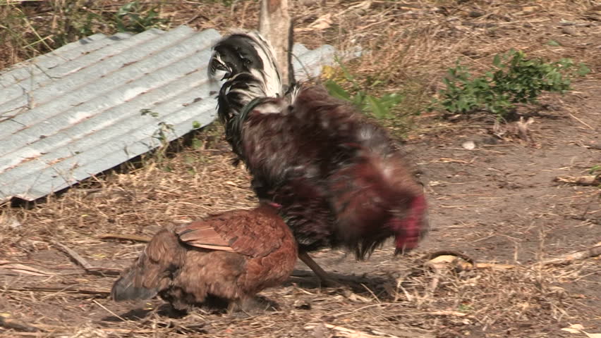 Chicken Rooster Mating Ritual