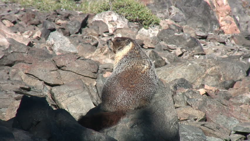 Marmot hanging out in the Sierra Nevada Mountains 