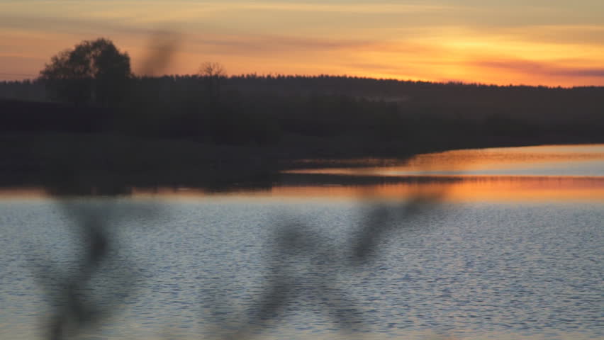 Shoreline of lake in summer orange sunset, focus on the plant for.