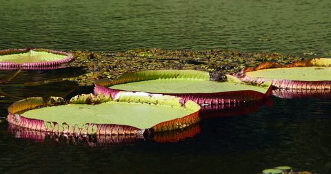 Victoria amazonica is a species of flowering plant, the largest Lily