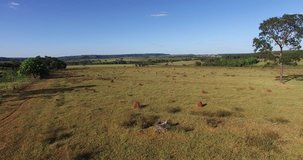 Aerial video in pastures for cattle with dirt road in a day of blue sky with oxen horses cows and a beautiful landscape in autumn