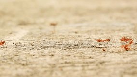 Video of red weaver ants walking