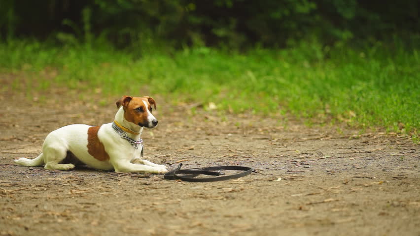 Dog Breed Jack Russell Terrier