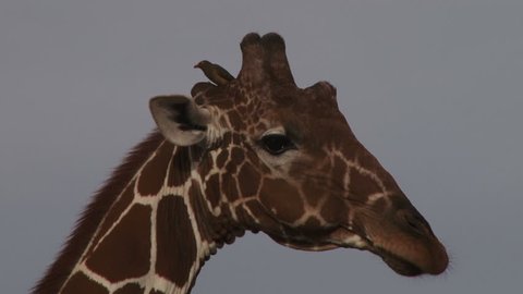 A tickbird grooming a giraffe on the horn.